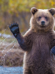 Bayern bear