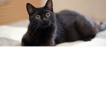 boss cat fan group