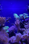 Fishy fish awawa Aquarium