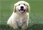 puppy fan club