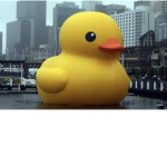 The quack quack