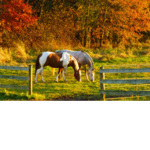 Maple Leaf Equestrian