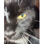 Cats Named Donkey