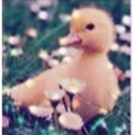 Aesthetic baby duck group