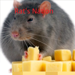 Rat's Nation