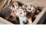 kitten fan kitty club :D