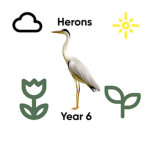 Herons' Year 5