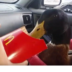 mc donalds for ducks