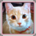 DAT ONE KITTY!!