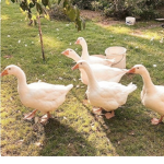 *Little Ducklings*