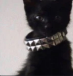 adore catss