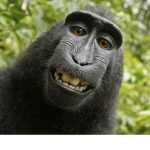 THE MONKEY FAN GROUP!!!