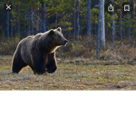 bear squad and be a part of the squad