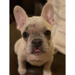 MY PUPPIE!