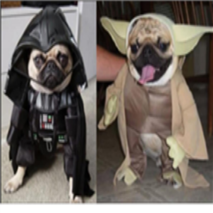 starwars yoda the dog and darthvader the dog derd Roblox decal