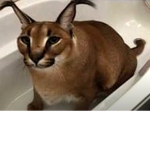 SirMeowsAlotFans