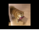 Cute Doggo Nation