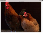 mr chicken group