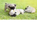 Pugs land