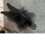 Fudge the bun’s group!