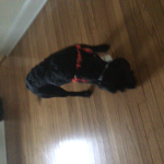 Doggieeeeeeeeee squad