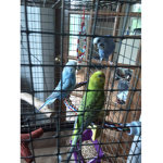 Budgie bird buddies