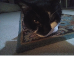 Tacoo cat