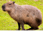 capybara club haha
