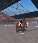 Equestrian training Academy