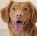 Lena the doggo