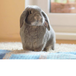 Bunny never dies!