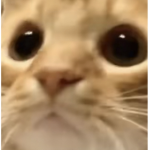 cinnamon head fangroup