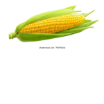 corn clan pls