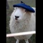 Mr Oveja Grupo
