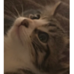 meeeeoooww