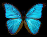 Bootiful Butterfly