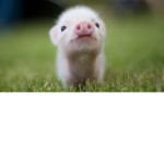 BabyPiggyTheCutestAndTheyCanBeKind