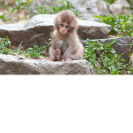 da monkey domain