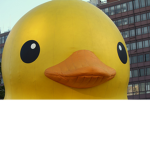 ~Ducky's Clothing~