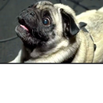 Pug Gamers Fan Group