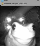 A frog group