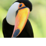 Toucan flock!