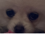 Cholemie
