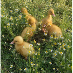 Duckies Café