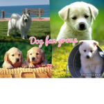 #Dog fan group#