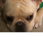 PeterThaDog Nation