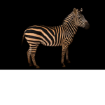 The Ultimate Zebra