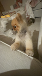 pookiesss!