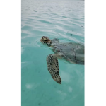 vscoxturtlz