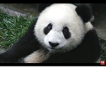 Pandy UwU club